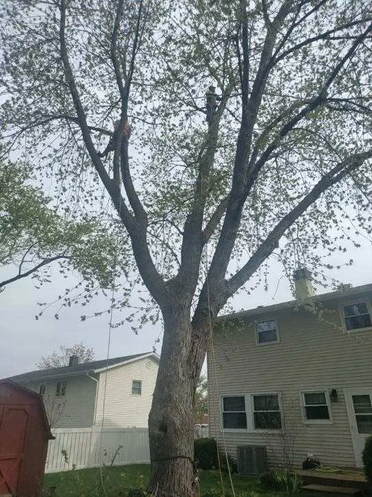 Local lawn care service in Wheeling, IL - Saul Landscaping