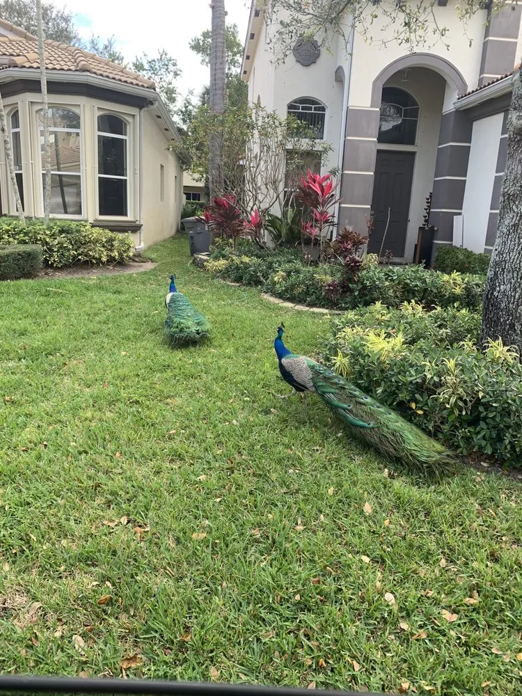 Top-rated lawn care service in West Palm Beach, FL by Saul Lawncare Services