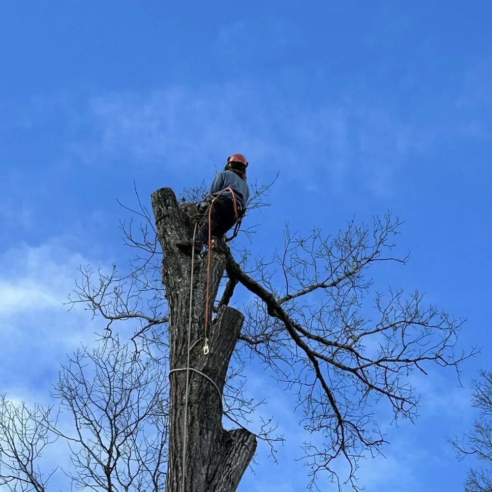 Local yard cleanup service experts serving Pigeon Forge, TN - Sauls Land Management