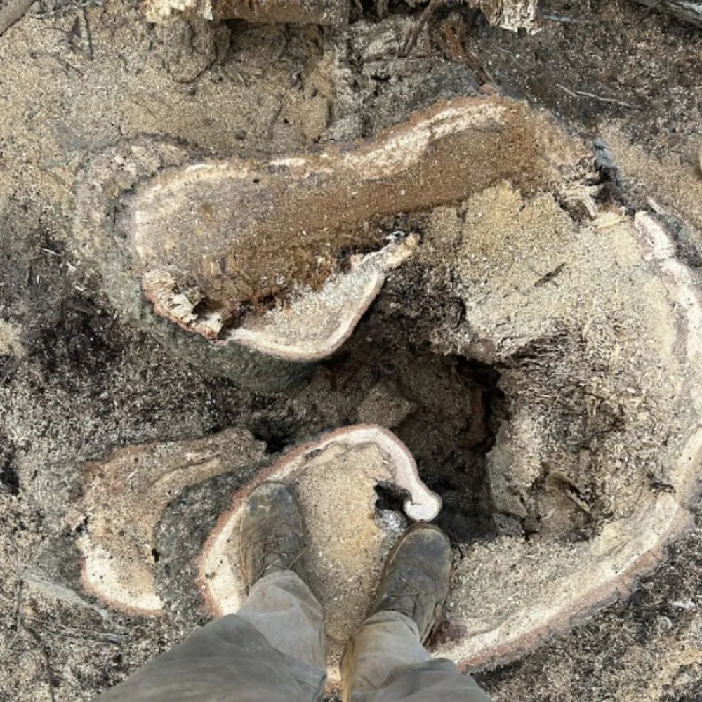 Expert yard maintenance for residential properties across Pigeon Forge, TN - Sauls Land Management