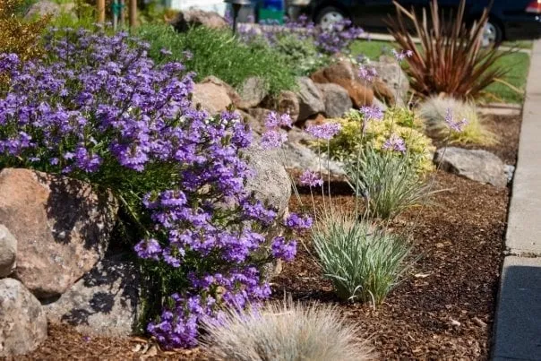 Local lawn care service for beautiful yards across Novato, CA - Saunders Designs