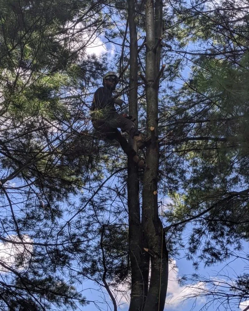 Local landscaping services experts serving Tazewell, VA - Saunders Lawn Care