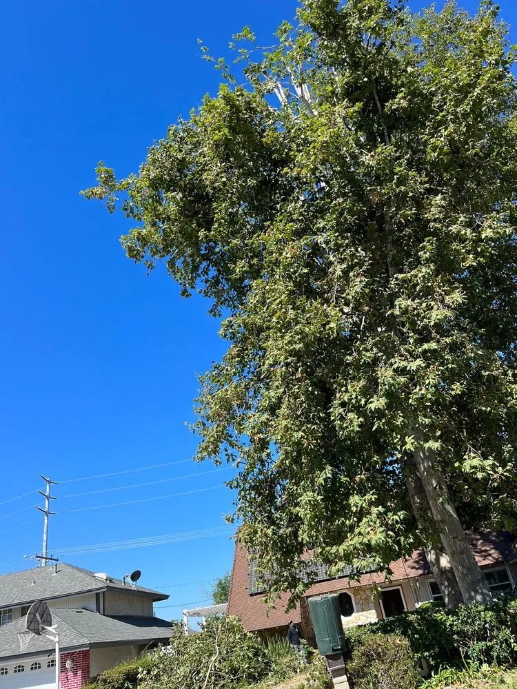 Local yard cleanup service experts serving Poway, CA - Savage Landscape