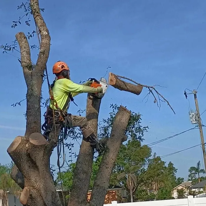 Trusted landscape installation in Cape Coral, FL by Savage Tree and Landscaping
