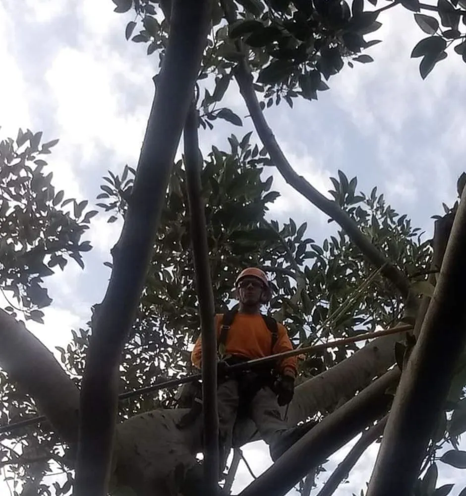 Reliable outdoor landscaping experts serving Cape Coral, FL - Savage Tree and Landscaping