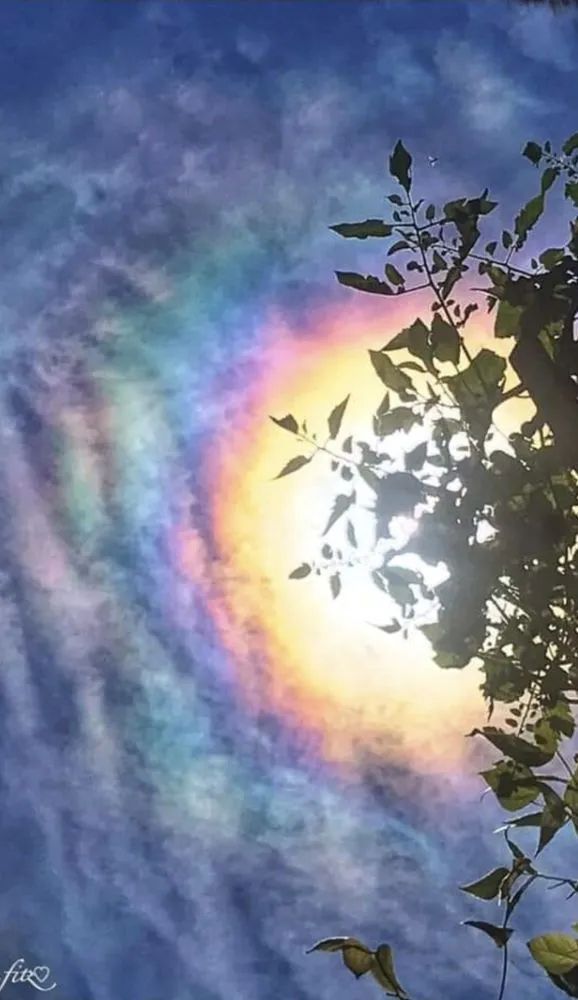 Top-rated landscaping services in Cape Coral, FL - Savage Tree and Landscaping