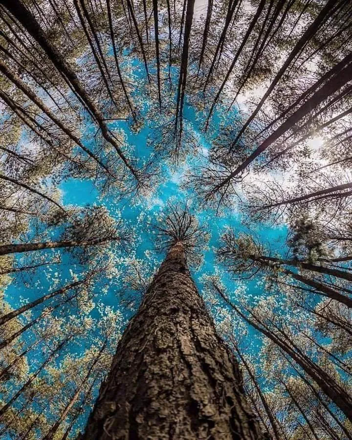 Trusted outdoor landscaping near you across Cape Coral, FL - Savage Tree and Landscaping