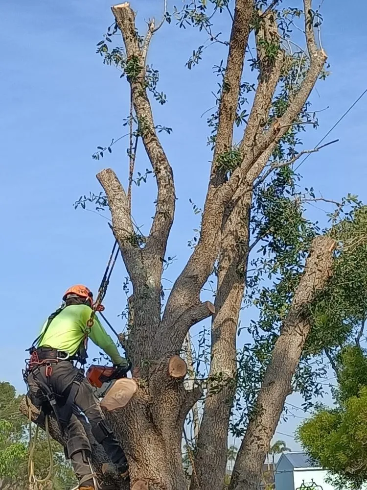 Affordable landscape installation experts serving Cape Coral, FL - Savage Tree and Landscaping