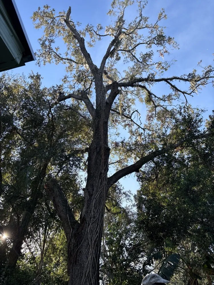 Reliable garden landscaping for residential properties across Cape Coral, FL - Savage Tree and Landscaping