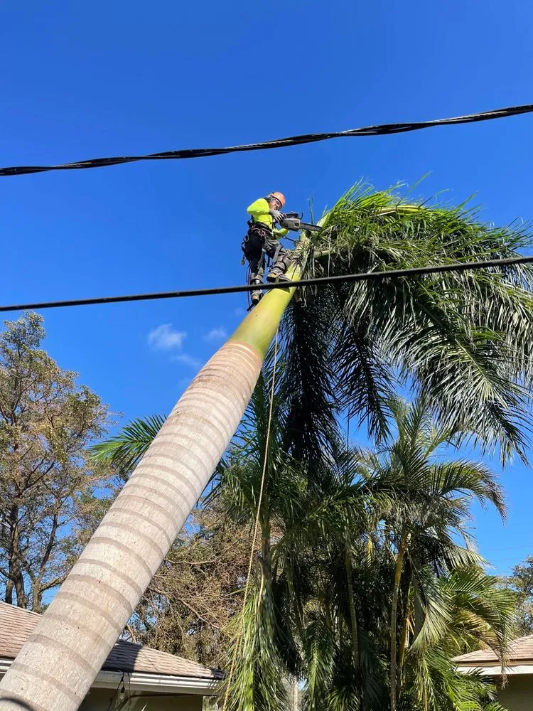 Affordable landscaping services experts serving Cape Coral, FL - Savage Tree and Landscaping