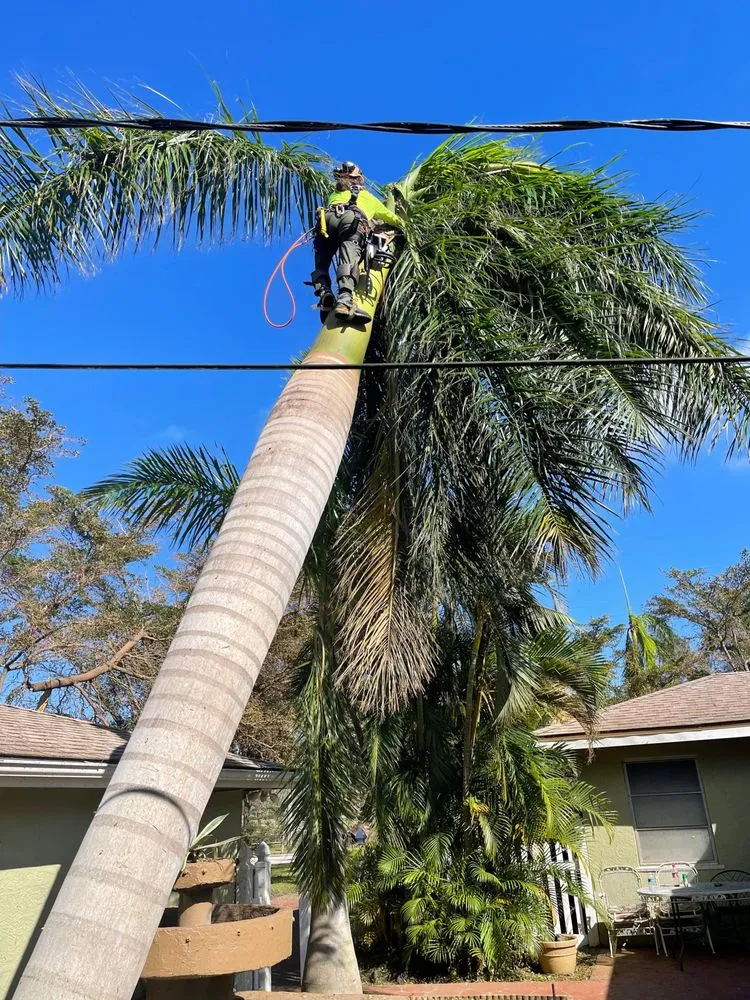 Custom yard maintenance experts serving Cape Coral, FL - Savage Tree and Landscaping