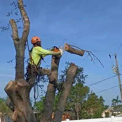 Savage Tree and Landscaping Logo