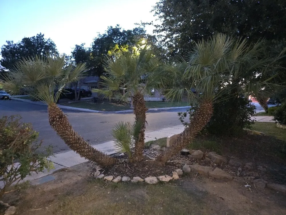 Custom landscape design for residential properties across San Antonio, TX - Savagely Scaped