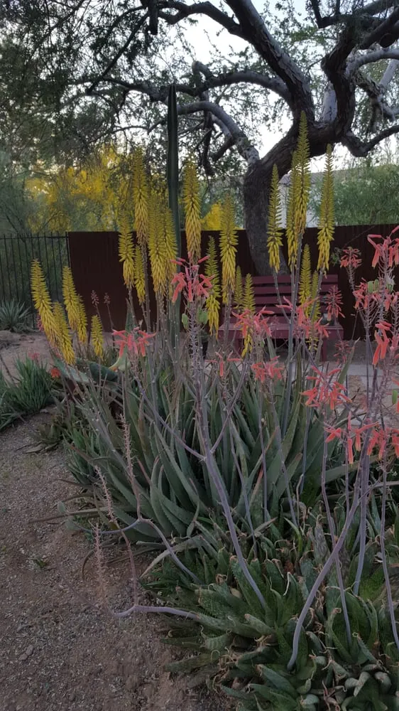 Custom garden landscaping experts serving Phoenix, AZ - Savanna Design and Landscaping
