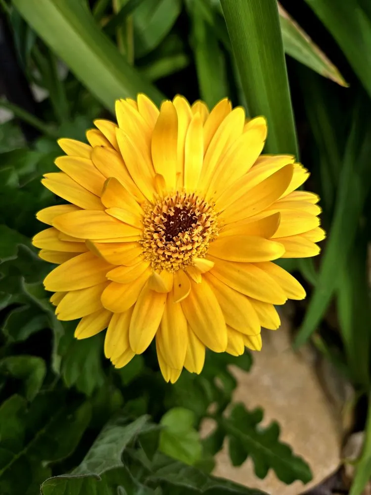 Affordable lawn mowing service in Bloomingdale, GA by Savannah Contracting Group