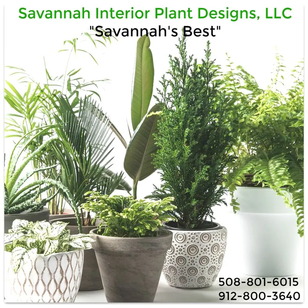 Local landscape installation for outdoor upgrades across Savannah, GA - Savannah Interior Plant Designs