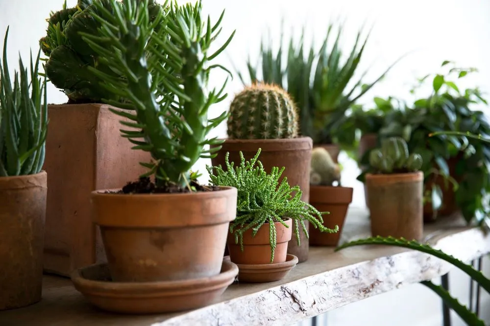 Trusted outdoor landscaping in Savannah, GA - Savannah Interior Plant Designs