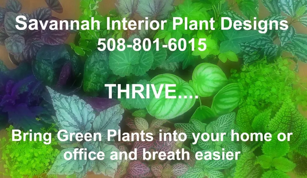 Trusted yard cleanup service in Savannah, GA - Savannah Interior Plant Designs