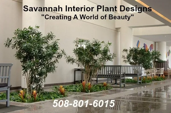 Local lawn care service in Savannah, GA - Savannah Interior Plant Designs