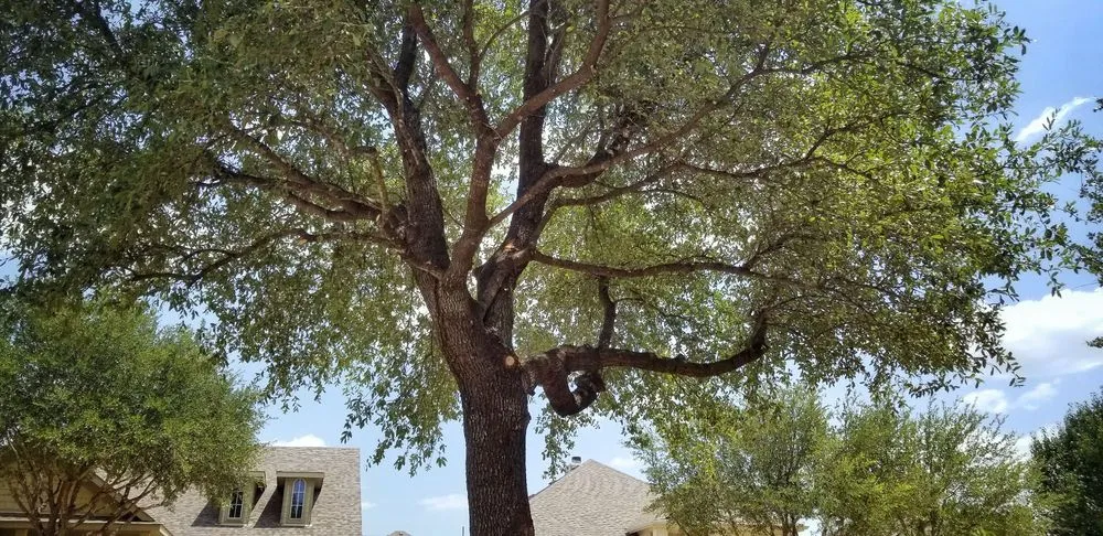 Reliable garden landscaping in Anna, TX by SavATree