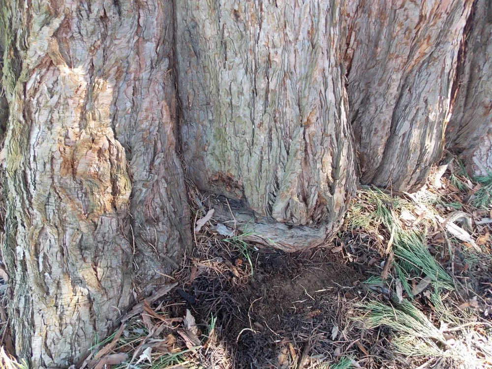 Custom outdoor landscaping in Beaverton, OR - SavATree Beaverton