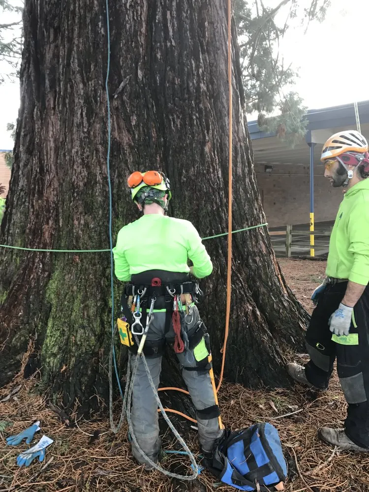 Expert yard maintenance in Beaverton, OR by SavATree Beaverton