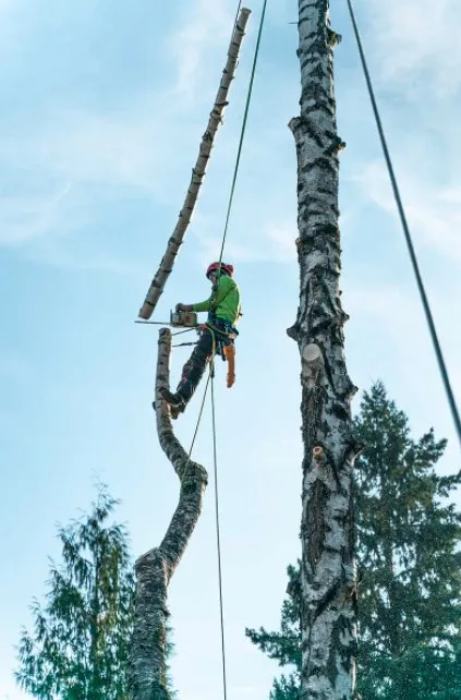 Local garden landscaping in Beaverton, OR - SavATree Beaverton