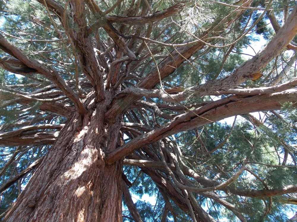 Local landscape design for outdoor upgrades in Beaverton, OR by SavATree Beaverton