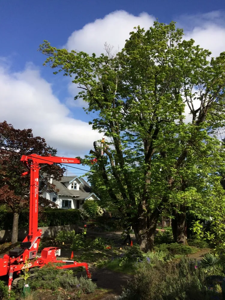 Top-rated landscape installation for outdoor upgrades across Beaverton, OR - SavATree Beaverton