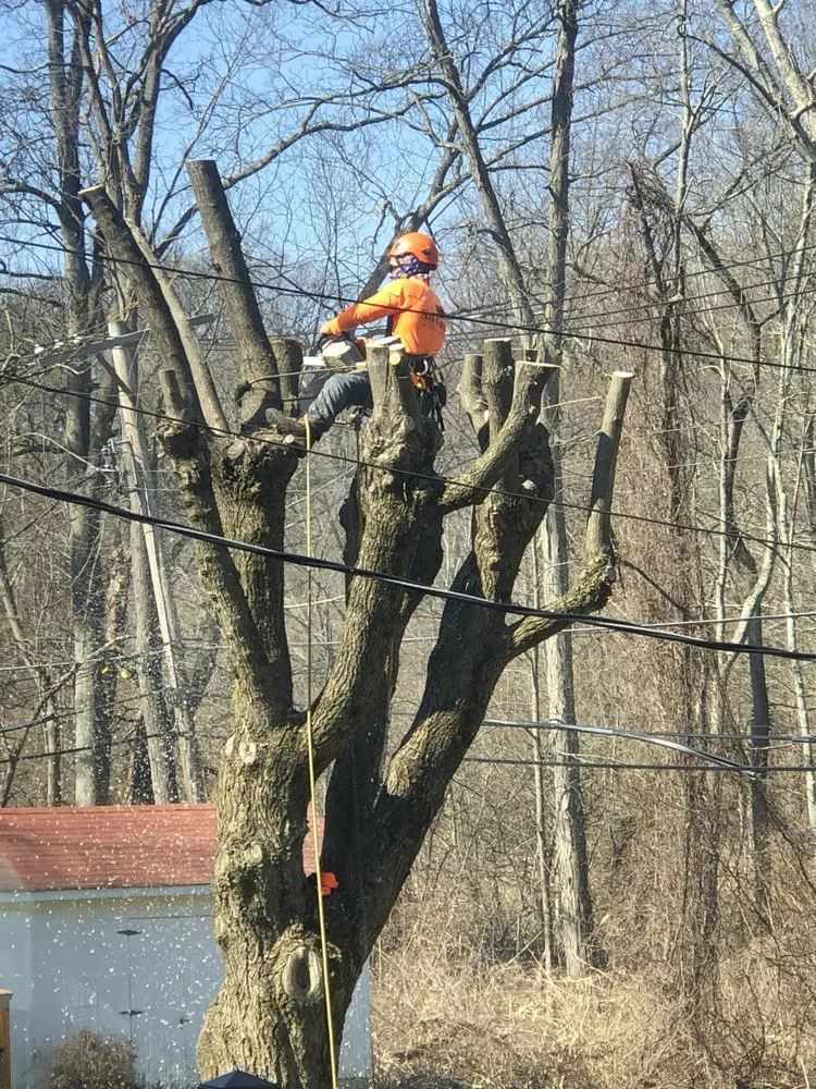 Custom yard maintenance in Bedford Hills, NY - SavATree Bedford