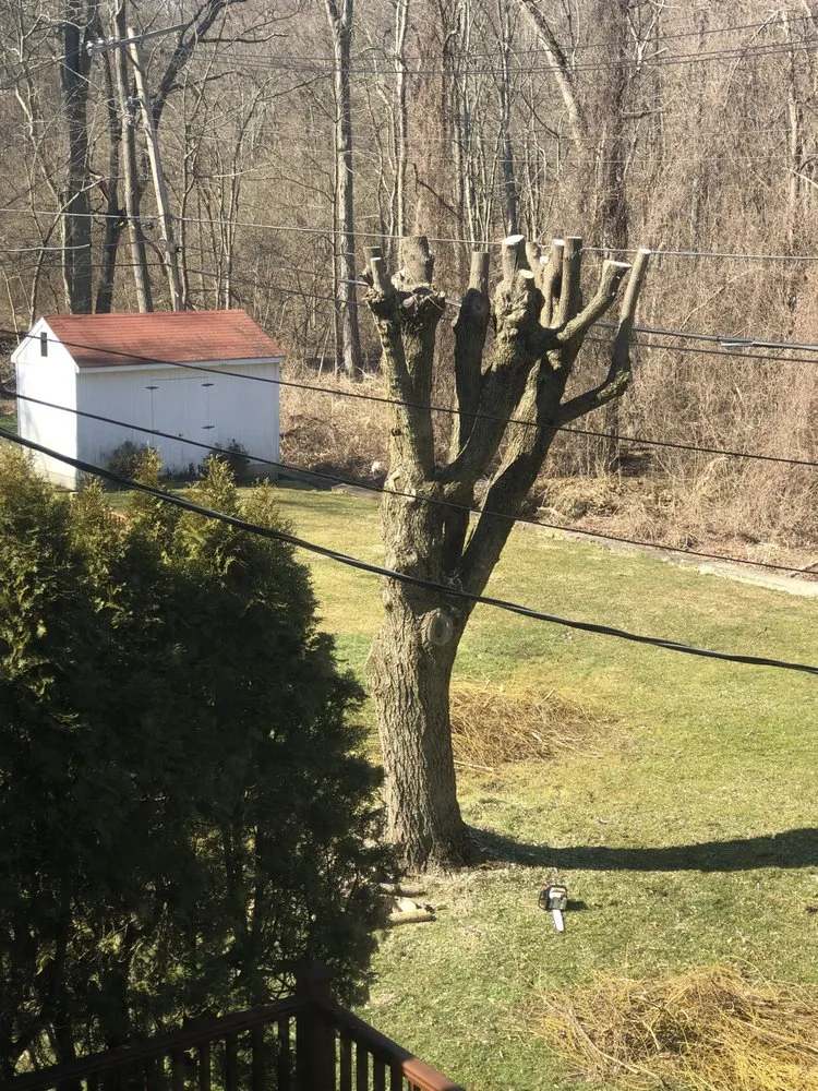 Professional yard cleanup service with custom design in Bedford Hills, NY by SavATree Bedford