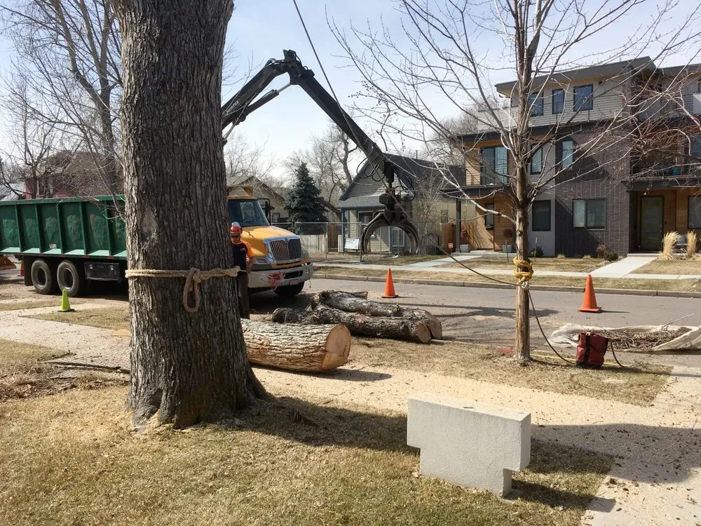 Top-rated lawn mowing service in Centennial, CO - SavATree Denver