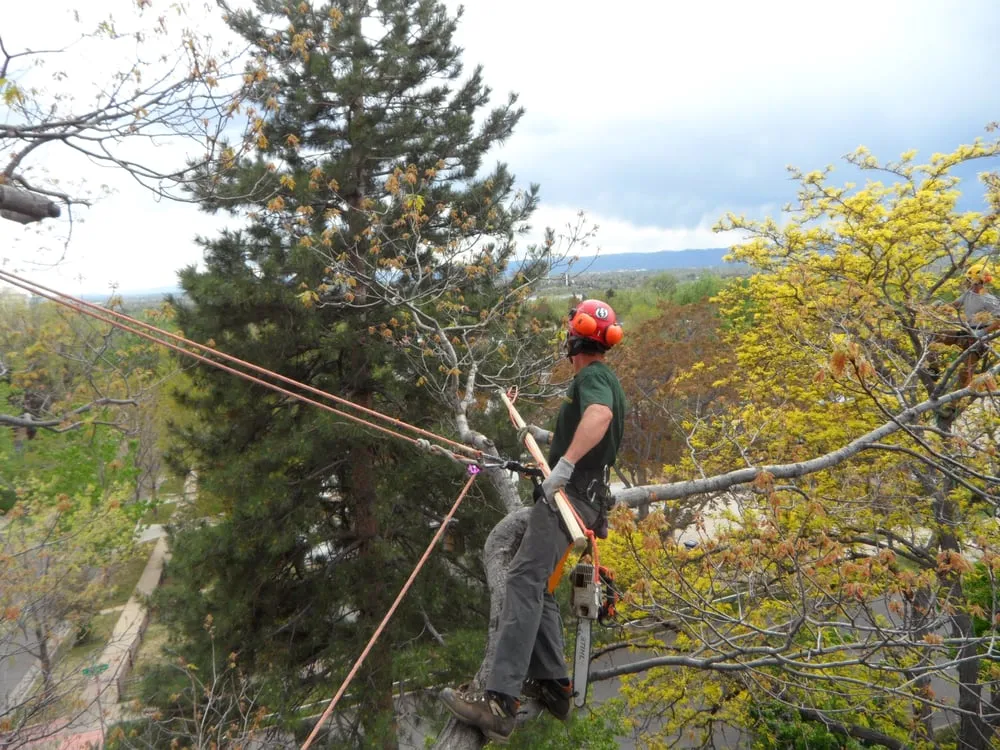 Trusted yard cleanup service in Centennial, CO by SavATree Denver