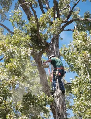Trusted lawn care service for beautiful yards in Centennial, CO by SavATree Denver