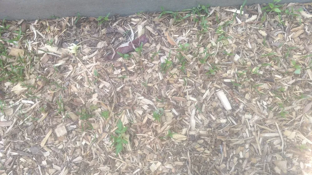 Affordable landscape design with custom design across Centennial, CO - SavATree Denver