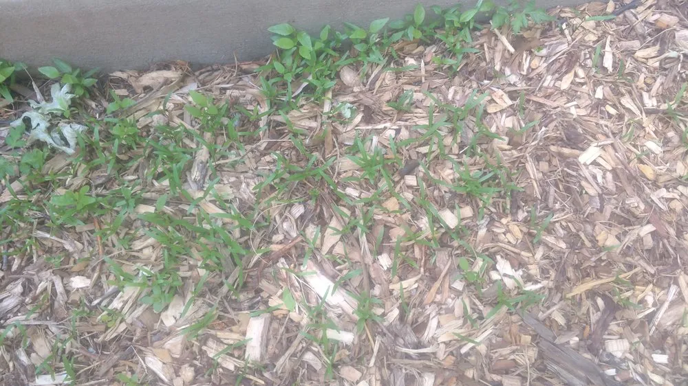 Expert outdoor landscaping for beautiful yards in Centennial, CO by SavATree Denver