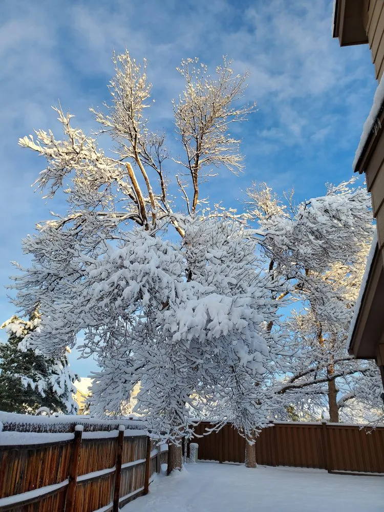 Custom lawn care service in Denver, CO - SavaTree