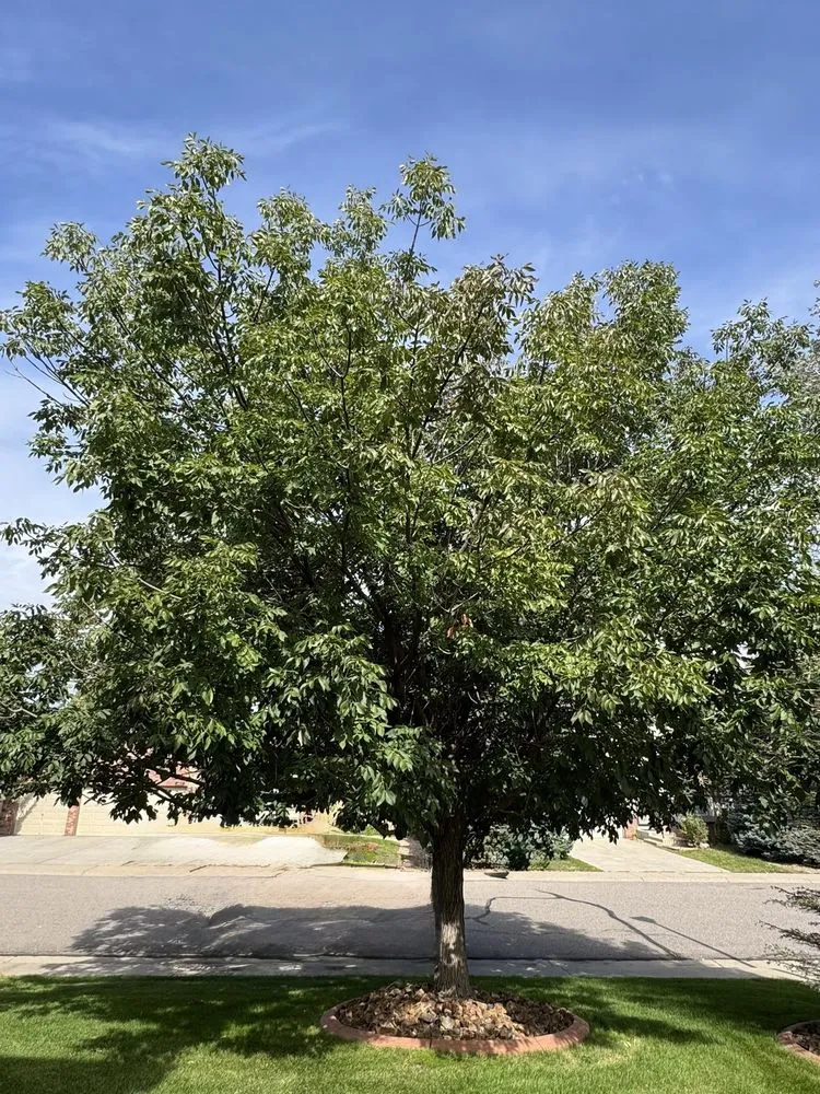 Trusted landscaping services for beautiful yards across Denver, CO - SavaTree