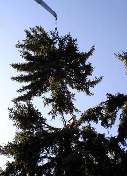 Top-rated residential landscaping for year-round maintenance across Denver, CO - SavaTree