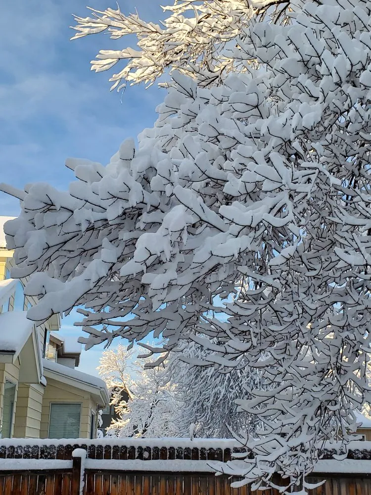 Affordable lawn mowing service experts serving Denver, CO - SavaTree