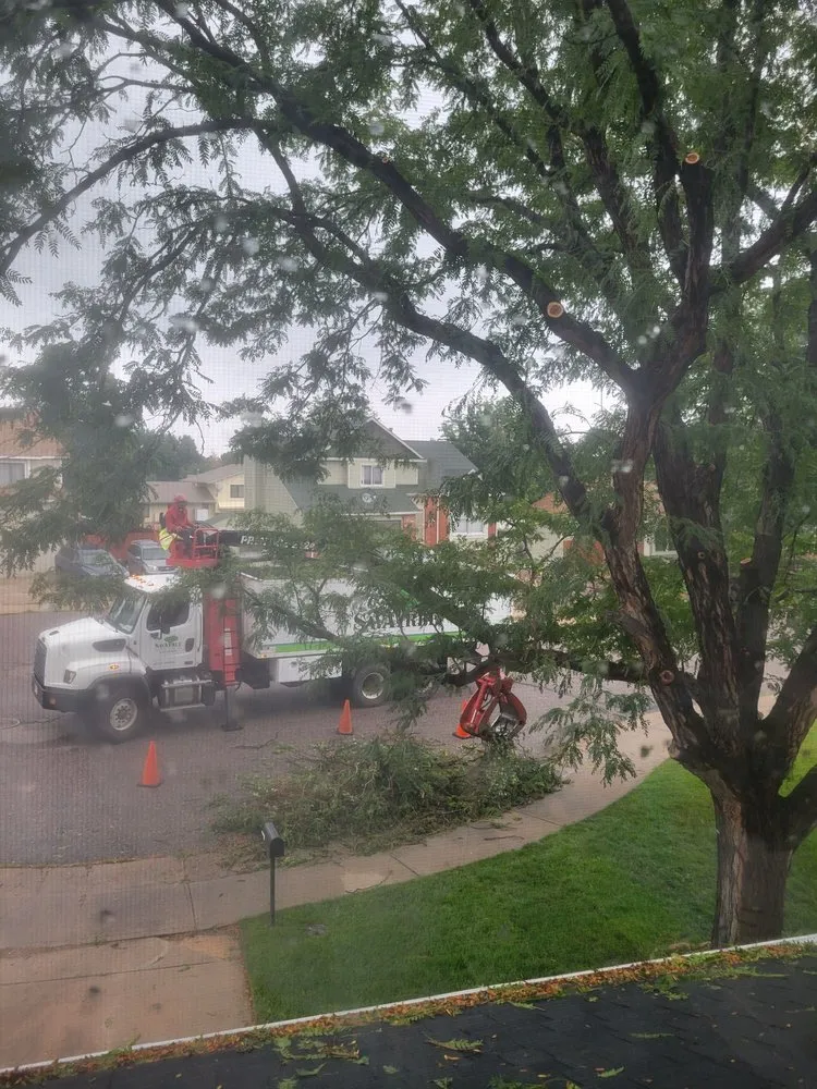 Trusted outdoor landscaping in Denver, CO - SavaTree