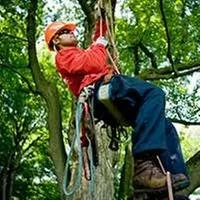 Expert yard maintenance for year-round maintenance across Fort Collins, CO - SavATree