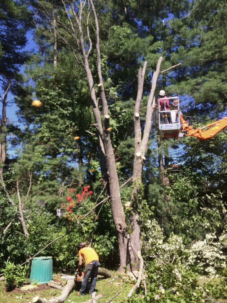 Custom outdoor landscaping in Hadley, MA by SavATree Hadley