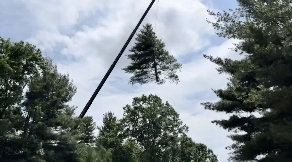 Reliable lawn care service experts serving Hadley, MA - SavATree Hadley