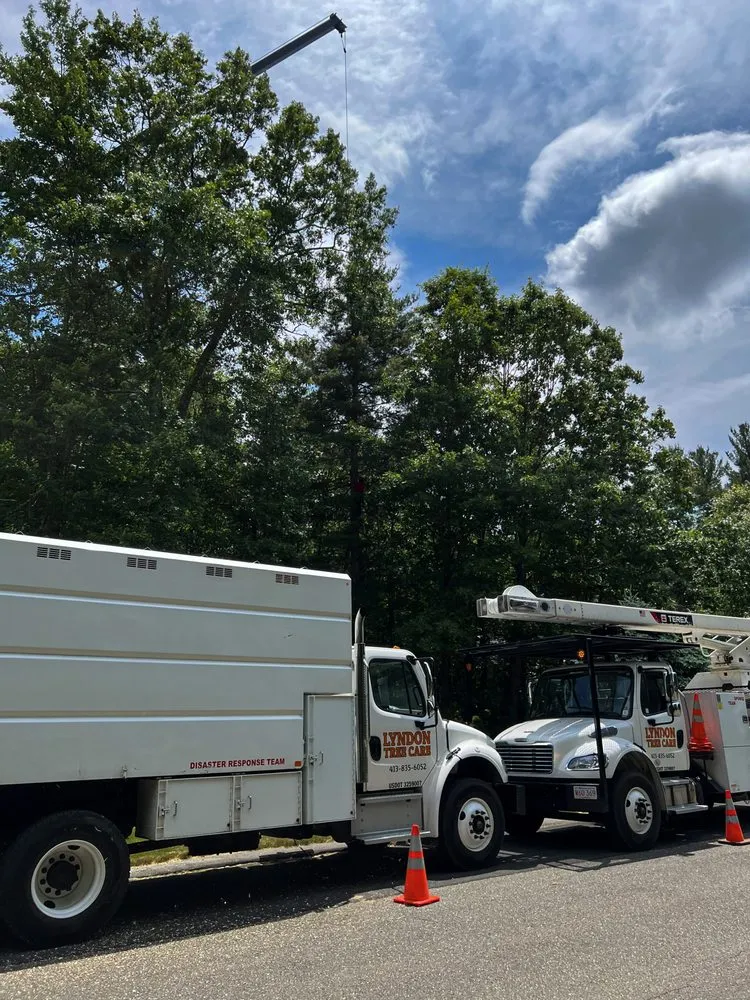 Custom landscape design with custom design in Hadley, MA by SavATree Hadley