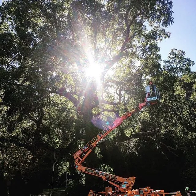 Custom lawn care service near you in Hadley, MA by SavATree Hadley