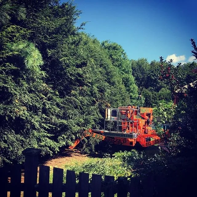 Affordable yard cleanup service in Hadley, MA by SavATree Hadley