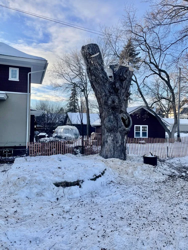 Professional residential landscaping in Hopkins, MN - SavATree Hopkins