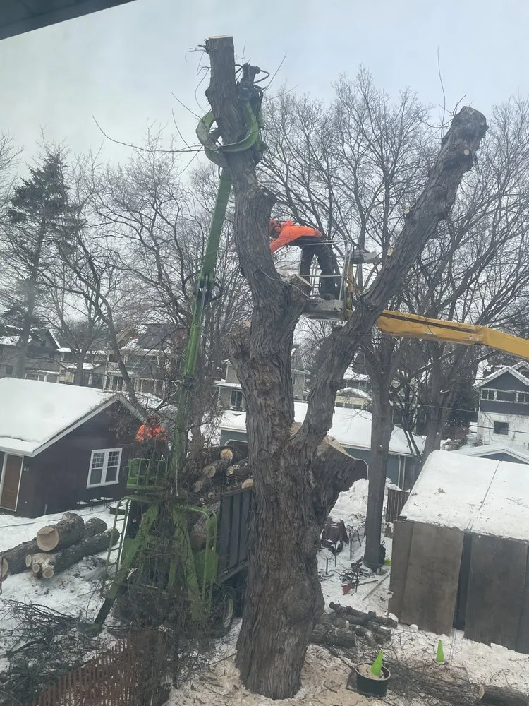 Affordable landscape design for homes in Hopkins, MN by SavATree Hopkins