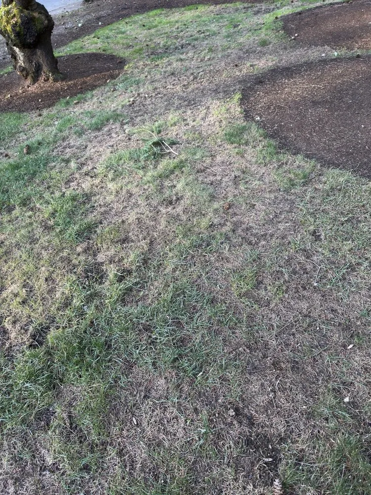 Local lawn mowing service for year-round maintenance in Lincoln, MA by SavATree Lincoln